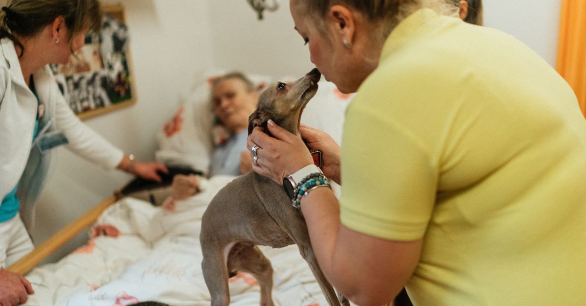 How to prevent mats in your dog's coat