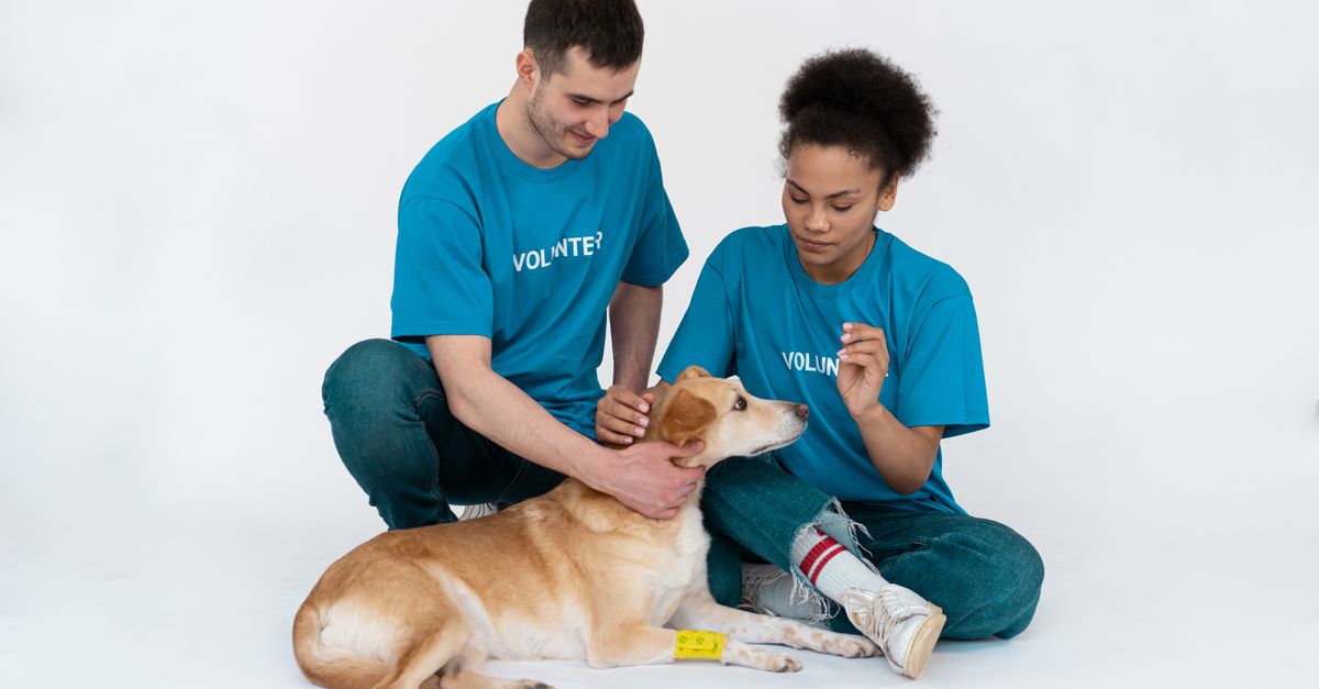 How to prepare your nervous dog for a groom