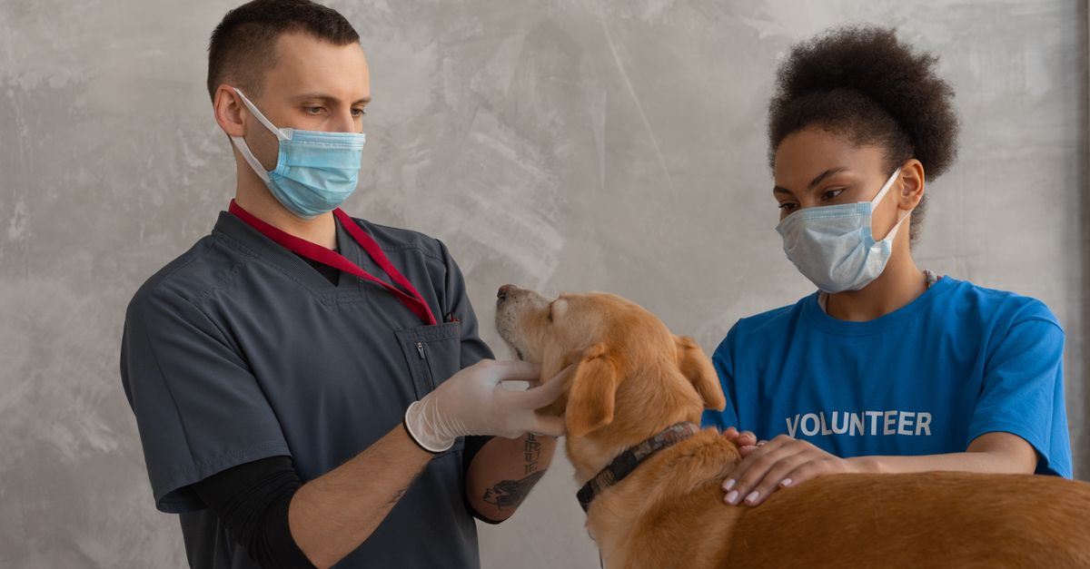 How often should you groom your dog