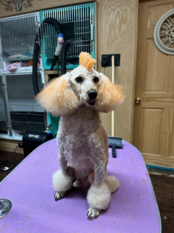 Recent work by Al's Doggie Dresser, photo 2