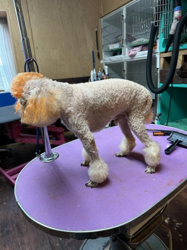 Al's Doggie Dresser