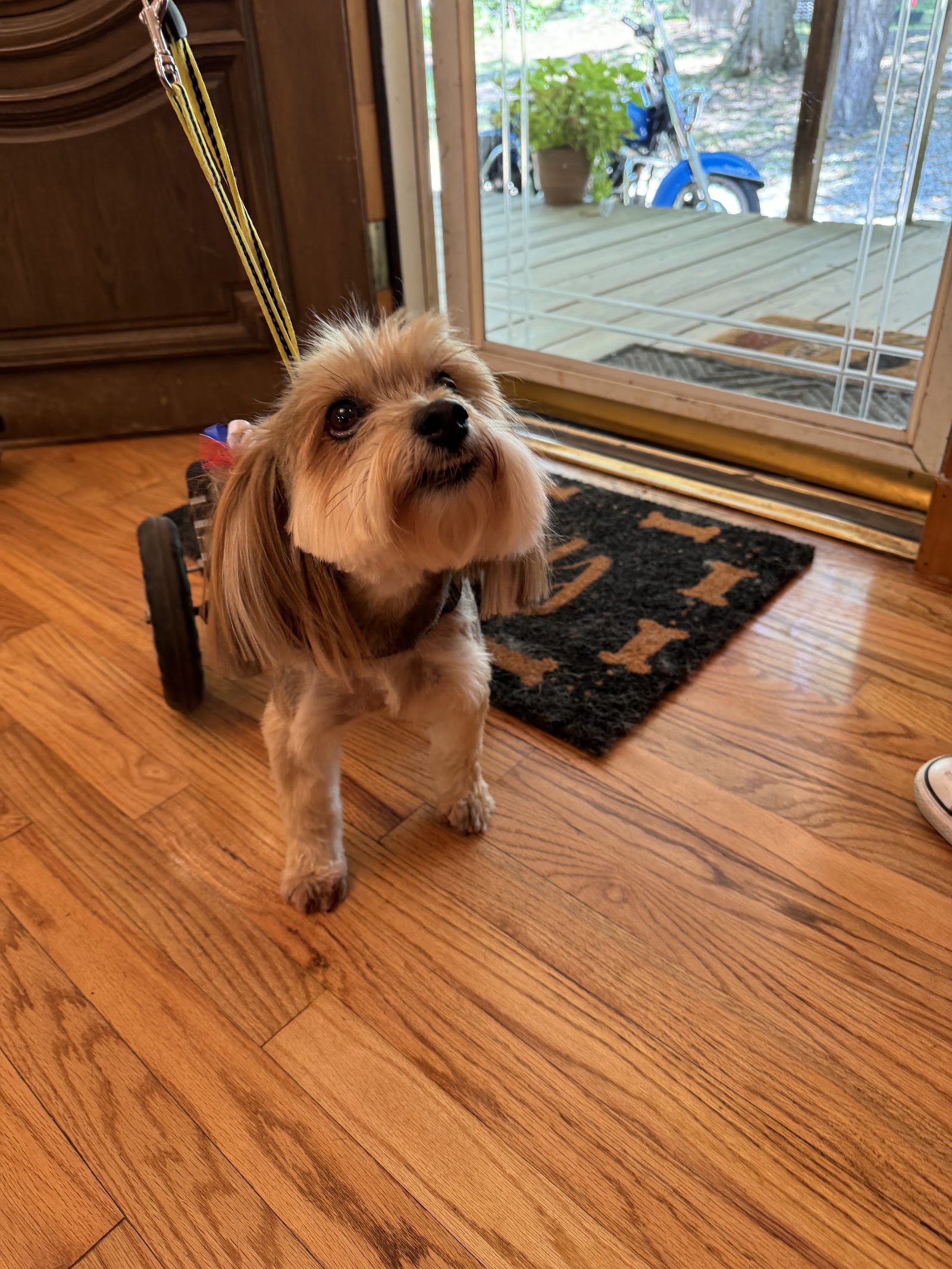 About The royal pup grooming salon