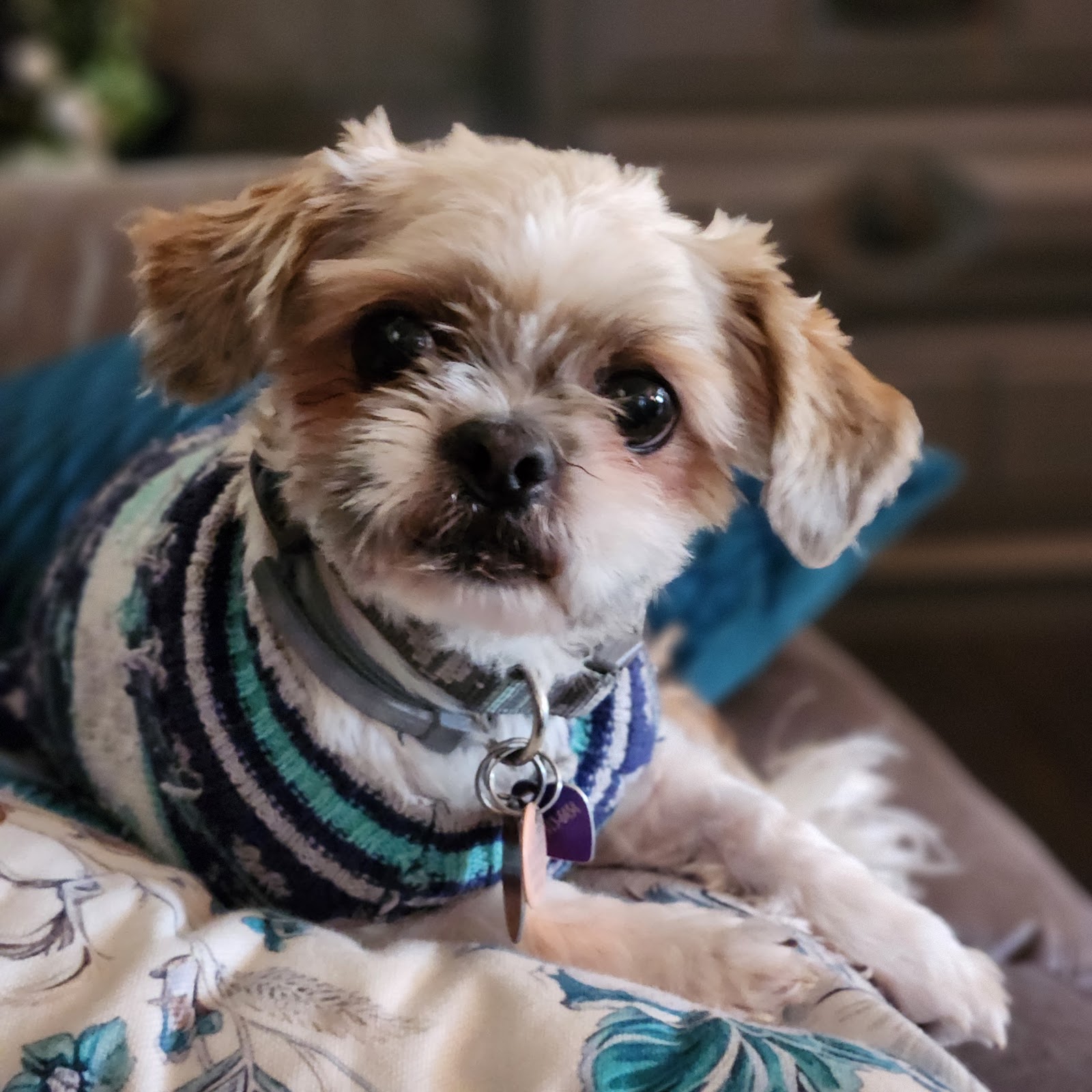 Recent work by The royal pup grooming salon, photo 1