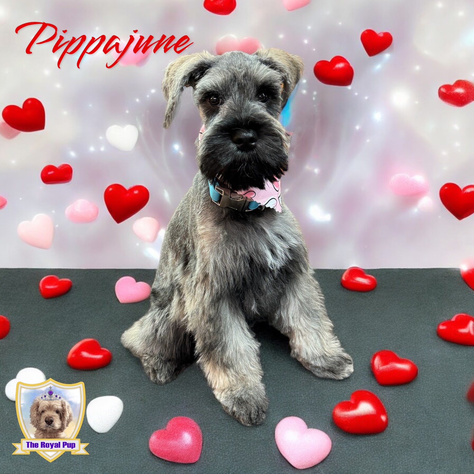 Recent work by The royal pup grooming salon, photo 2